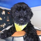 Nano Schnoodle 01