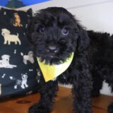 Nano Schnoodle 02