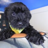 Nano Schnoodle 03