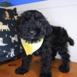 Nano Schnoodle 04
