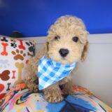 Nero Poodle 01