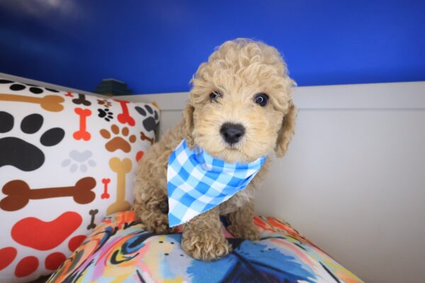 Nero Poodle 01