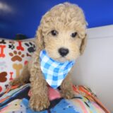 Nero Poodle 02