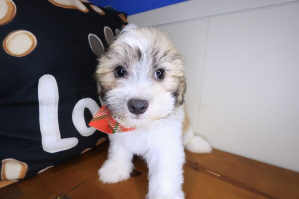 Oreo Teddy Bear 01