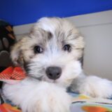 Oreo Teddy Bear 02