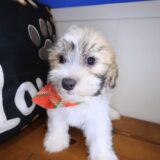 Oreo Teddy Bear 03