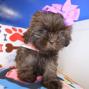 Pandora Shih Tzu 01