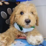 Paws Poodle 01