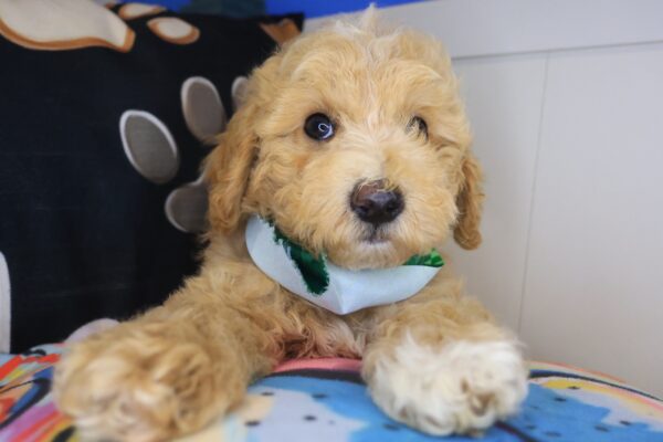 Paws Poodle 01