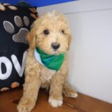 Paws Poodle 02