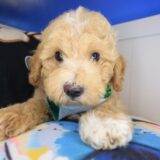 Paws Poodle 04