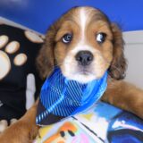 Persimmon Lhasa apso 04