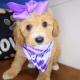 Pexcy Goldendoodle 01
