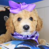 Pexcy Goldendoodle 02
