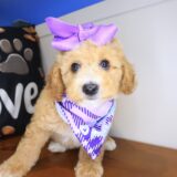 Pexcy Goldendoodle 03