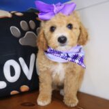 Pexcy Goldendoodle 04
