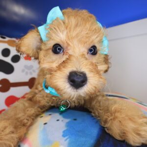Phaedra Poodle 01 Phaedra Poodle 01