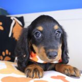 Pilger Dachshund 01