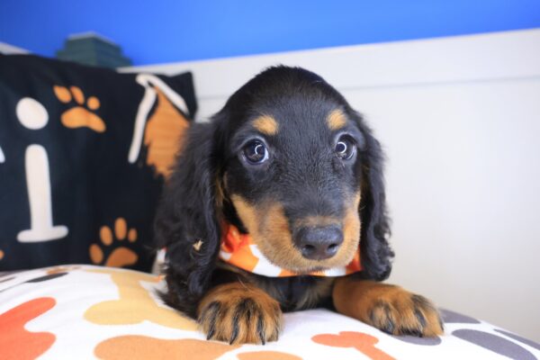 Pilger Dachshund 01