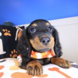 Pilger Dachshund 03
