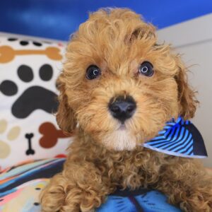 Posie Poodle 01 Posie Poodle 01