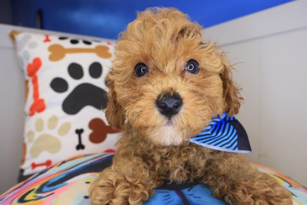 Posie Poodle 01