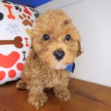 Posie Poodle 03