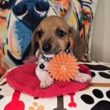 Putter Dachshund 01