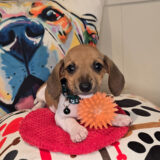 Putter Dachshund 02
