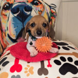 Putter Dachshund 03