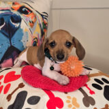 Putter Dachshund 04