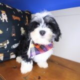 Quirk Havanese 01