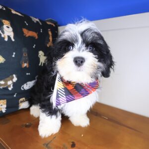Quirk Havanese 01
