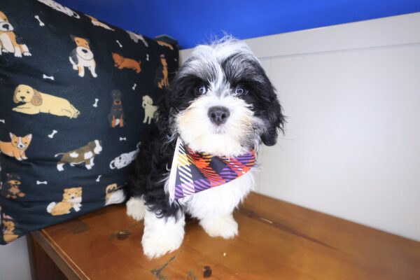 Quirk Havanese 01