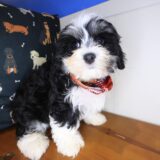 Quirk Havanese 02