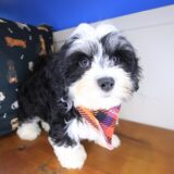 Quirk Havanese 03