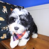 Quirk Havanese 04