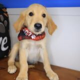 Quokka Golden Retriever 01