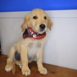 Quokka Golden Retriever 04