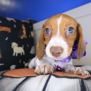 REESE Dachshund 01 REESE Dachshund 01