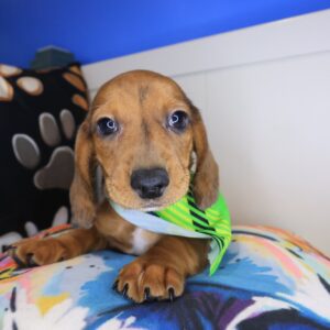 Rain Dachshund 01 Rain Dachshund 01