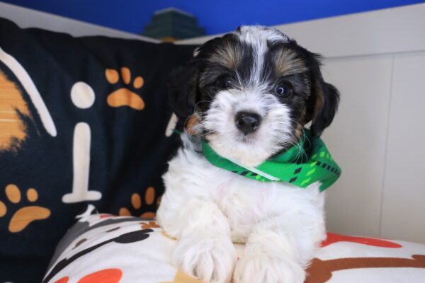 Rain Yorkiepoo 01