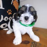 Rain Yorkiepoo 02