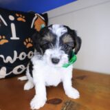 Rain Yorkiepoo 03