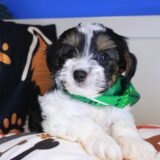 Rain Yorkiepoo 04