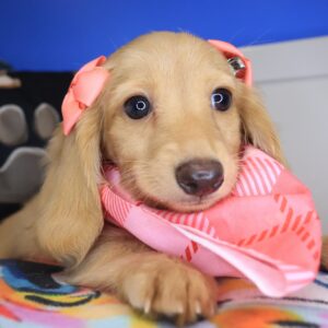 Raina Dachshund 01 Raina Dachshund 01