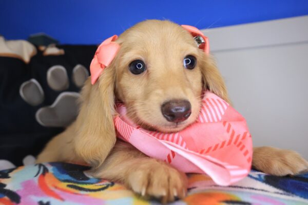 Raina Dachshund 01