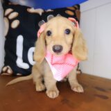 Raina Dachshund 02