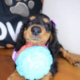 Rainbow Dachshund 01