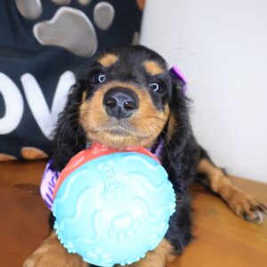 Rainbow Dachshund 01 Rainbow Dachshund 01